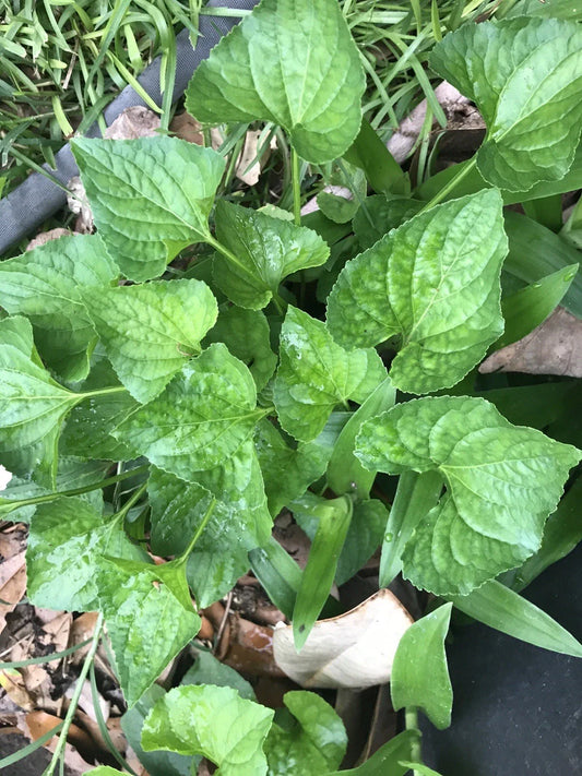 Purple Wild Violets Starter Plants - 15 Bare Root Perennial Flower Bulbs - Easy Grow (Viola sororia)