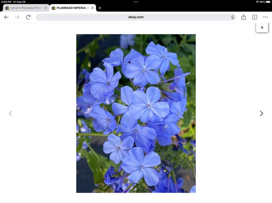 Plumbago Seeds Packet of 50, Imperial Blue Variety, Plumbago auriculata