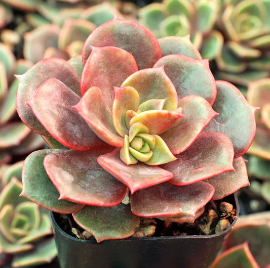 Echeveria Vampire 'Red Ball' Succulent Live Plant 2 Inch for Garden Decor - Perfect Indoor or Outdoor Plant