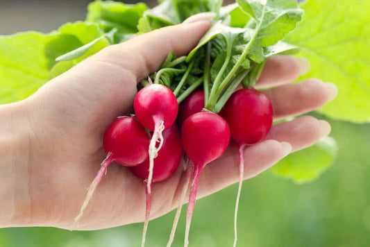 Cherry Belle Radish Seeds | 250+ Seeds | Grow Your Own Food, Delicious Flavor | Raphanus sativus