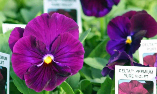 Pansy Seeds - 50 Delta Premium Pure Violet - Viola tricolor