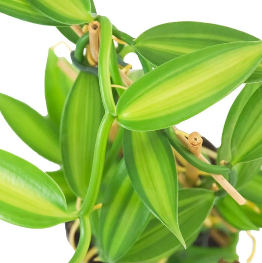 Live Variegated Vanilla Vine Plant – 3-5" Tall – Rooted – Rare Vanilla Planifolia