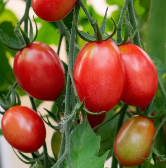 Siberian Tomato Seeds - Dwarf Determinate Heirloom - Cool Weather, Non-GMO, 50 Seeds - Perfect for Gardens