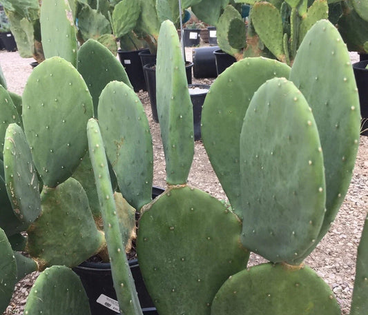 Spineless Prickly Pear Cactus Plant - Nopales Cacanapa - Hardy - 2 Pads or More - Succulent for Garden or Indoor Use