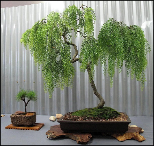 Chinese Weeping Willow Bonsai Cutting - Fast Growing Tree - Salix babylonica