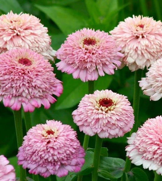 Zinderella Lilac Zinnia Seeds - 100+ Pack for Garden Planting - Zinnia elegans - USA