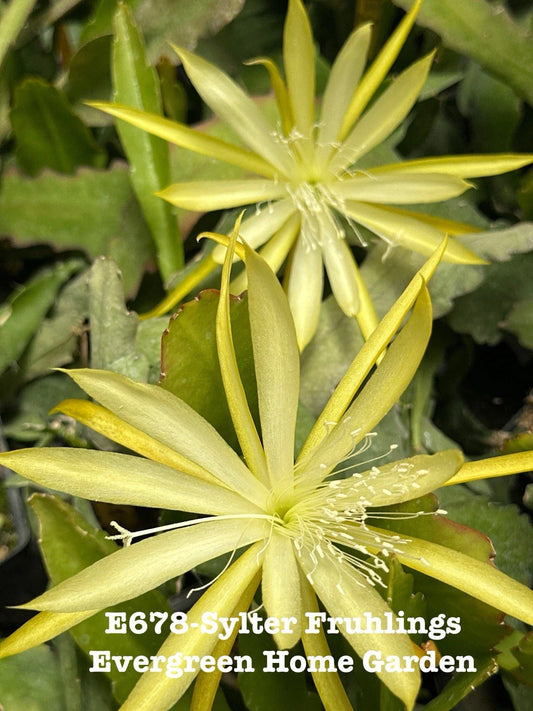 Epiphyllum Orchid Cactus "Sylter Fruhlings" in 4" Starter Pot | Rooted Plant for Indoor Gardening | Unique Houseplant