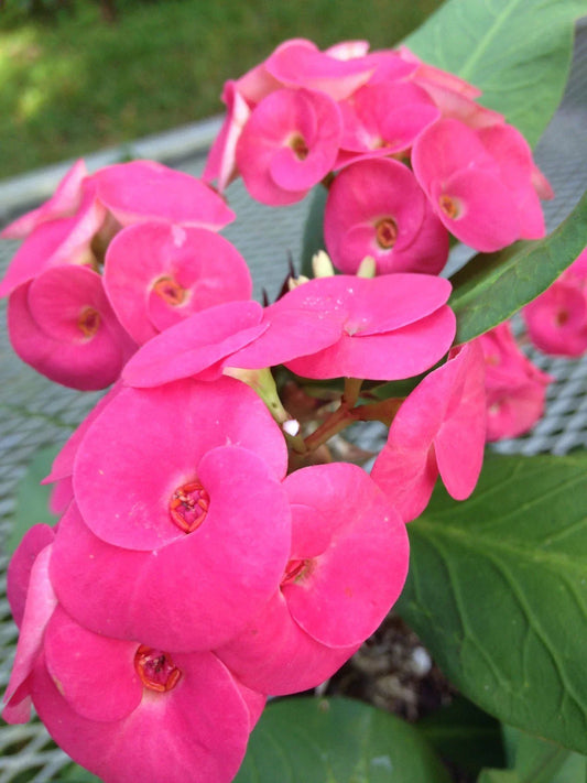 Thai Hybrid Crown of Thorns Cutting - Cherry Cobbler Variety - Euphorbia milii Rooted Plant