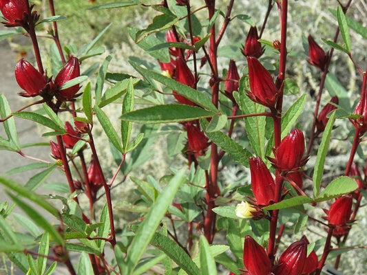 Roselle Seeds - Asian Sour Leaf - Hibiscus sabdariffa - Gardening - Tracking Included