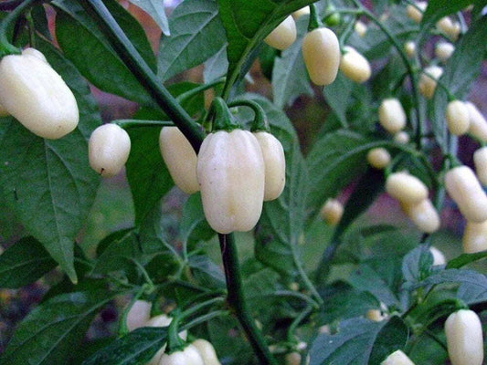 White Hot Habanero Pepper Seeds - 30+ Non-GMO Capsicum Chinense - Spicy, Heirloom Variety, USA Grown, Free Shipping