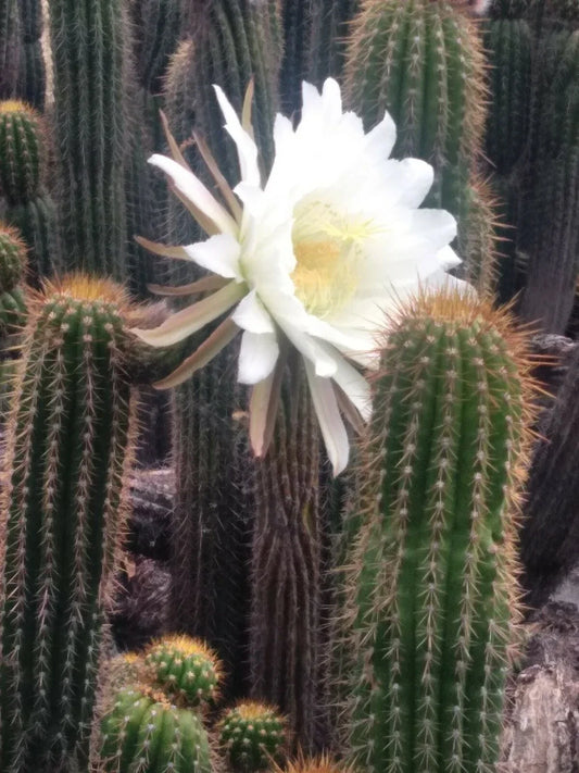 Echinopsis Spachiana Golden Torch Cactus Cutting 20" - Big White Flowers, Fast Shipping