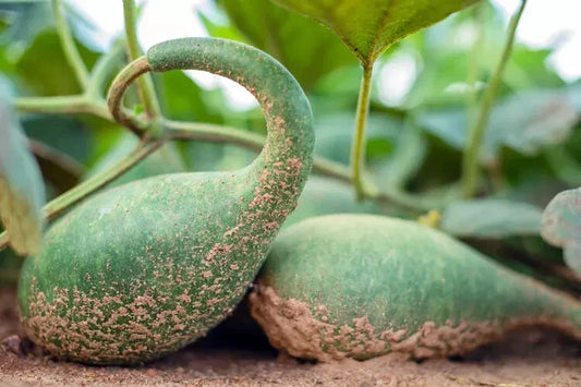 Penguin Gourd Squash Seeds - 25+ Seeds for Garden Planting - Cucurbita pepo - USA Grown - Free Shipping