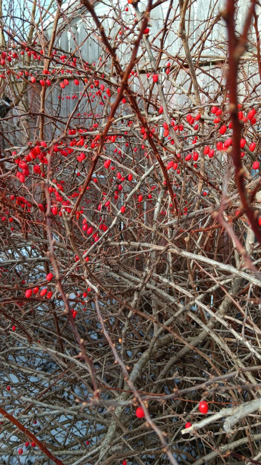 Japanese Barberry Bush Cuttings - 6 Organic Edible Berry Plants - Berberis thunbergii