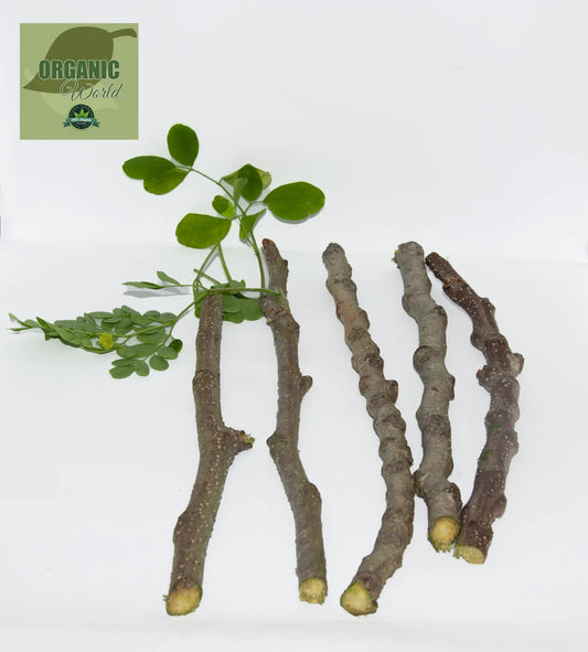 Organic Moringa Cuttings - 5 Pack, Florida Grown, Moringa Oleifera