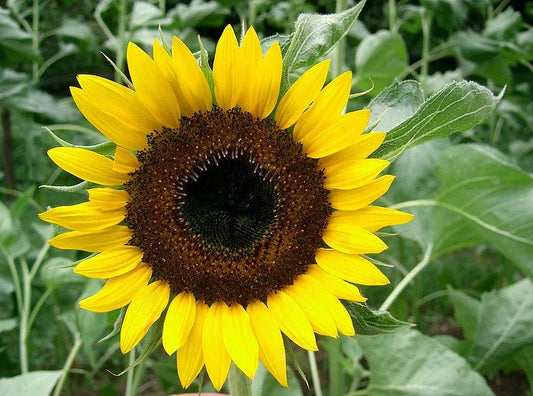 Sunflower Seeds - 22 Pack - Taiyo Japanese Heirloom - Helianthus annuus - Easy Grow, Buy 15, Ships Free
