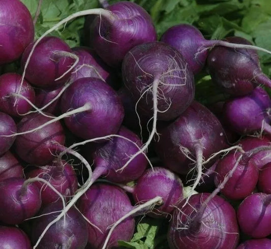 Purple Plum Radish Seeds - 200+ Count - Culinary Garden Vegetables - Raphanus sativus