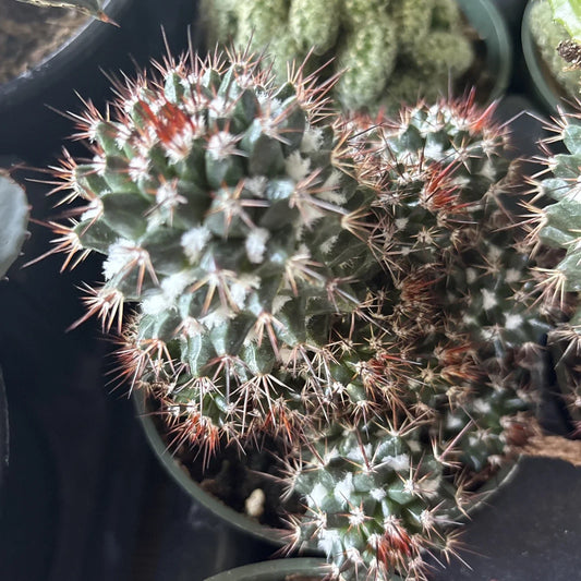 Mammillaria Voburnensis Cactus in 4" Pot - Rare Succulent Plant, Perfect for Home Decor, Indoor Gardening