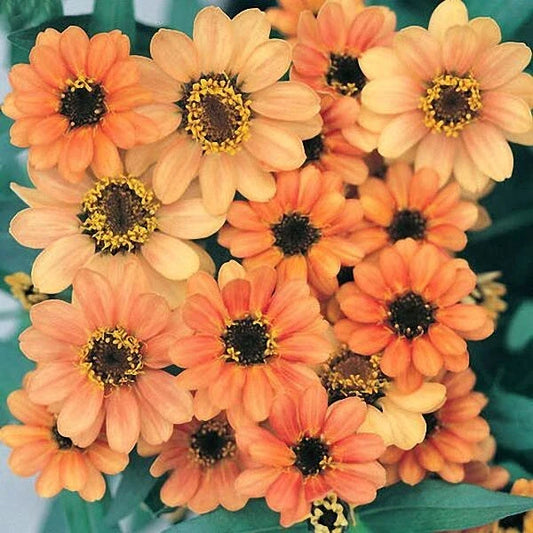 Profusion Apricot Zinnia Seeds - 100+ Pack for Garden Planting - Zinnia elegans - USA