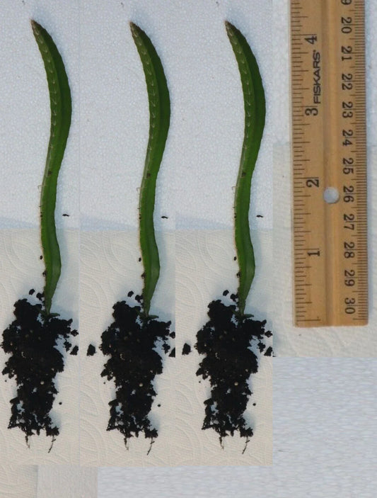 Rooted Yellow Dragon Fruit Seedlings - 4 Inch Cactus Plants (Hylocereus undatus) - Tropical Fruit Garden Starter
