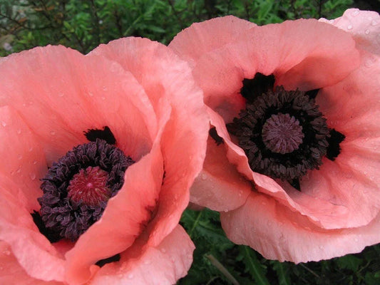 Oriental Princess Victoria Louise Poppy Seeds - 200+ Seeds for Garden Planting - Papaver orientale