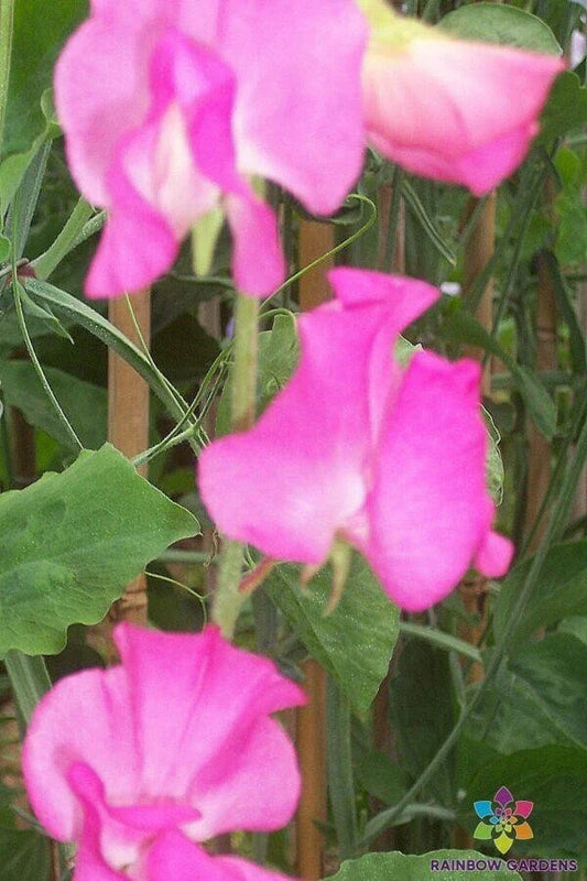 Sweet Pea Seeds - 50+ Elegance Rose Variety - Perfect for Garden Planting - Lathyrus odoratus - USA