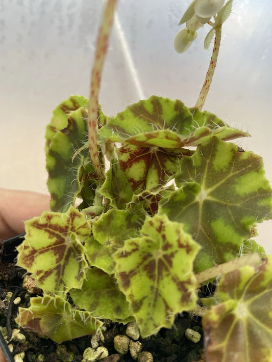 Lime Truffle Begonia Seeds - 25+ Pack for Garden Planting - Begonia 'Lime Truffle' - USA Grown