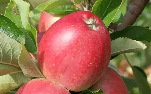 Worcester Pearmain Apple Seeds - 25+ Pack for Garden Planting - Malus domestica - USA