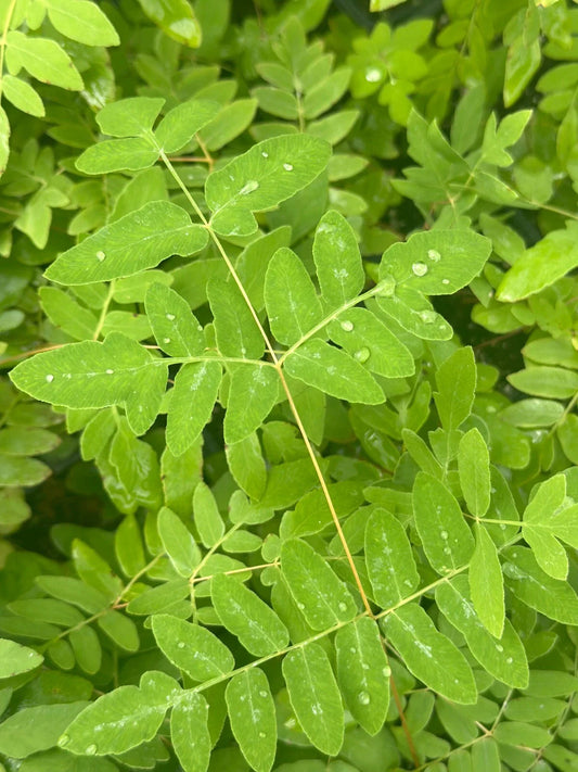 Bare-root Royal Fern Plant - Osmunda regalis - Lush Green Foliage for Garden or Landscape