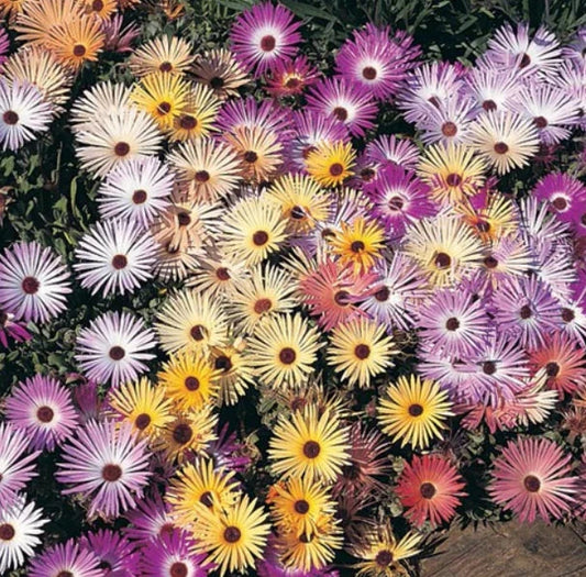 Daisy Ice Plant Seeds 500 Count - Livingstone Pastel Mix, Drought Tolerant Groundcover, Delosperma cooperi