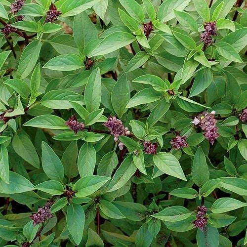 Thai Basil Seeds 300+ Pack - Fragrant Asian Herb - Ocimum basilicum - USA Grown - Free Shipping