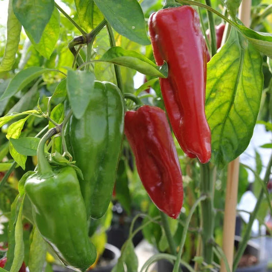 Sweet Marconi Rosso Pepper Seeds, Italian Non-GMO, Multiple Sizes Available, Capsicum annuum