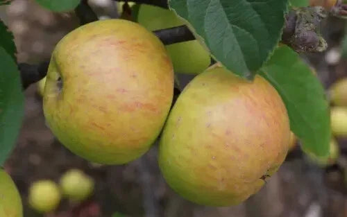 Muscadet de Dieppe Apple Seeds - 25+ Count for Garden Planting - Malus domestica - USA