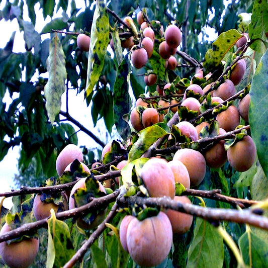 Date Plum Fruit Tree Seeds, Mediterranean Persimmon, Diospyros Lotus, Edible Fruit, Hardy Tree Seeds for Home Garden