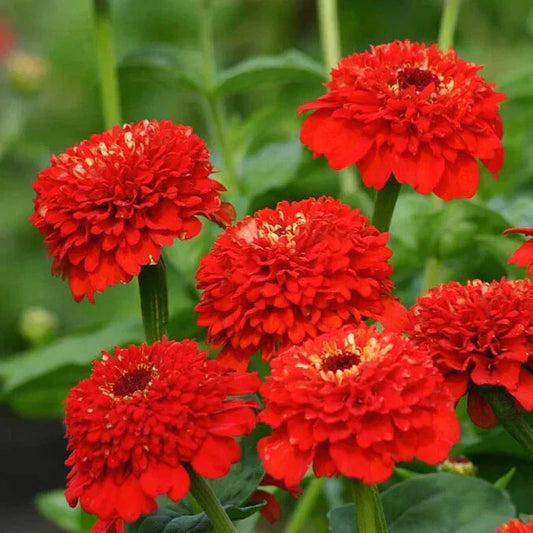 Zinderella Red Zinnia Seeds - 100+ Pack for Garden Planting - USA Grown - High Germination Rate - Zinnia elegans