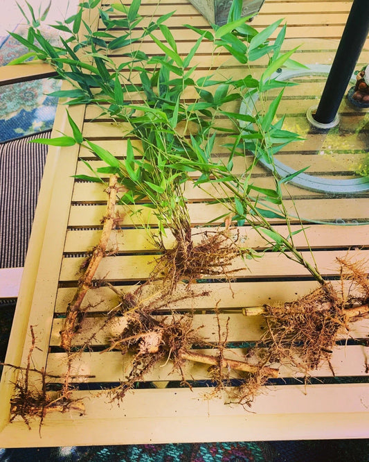 Live Bamboo Rhizome Roots - Phyllostachys Aurea - Fast-Growing Ornamental Grass for Garden | Hardy Bamboo Plant