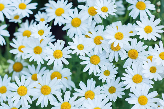 White Marguerite Daisy Seeds - 200+ Pack for Garden Planting - Leucanthemum vulgare - USA Grown