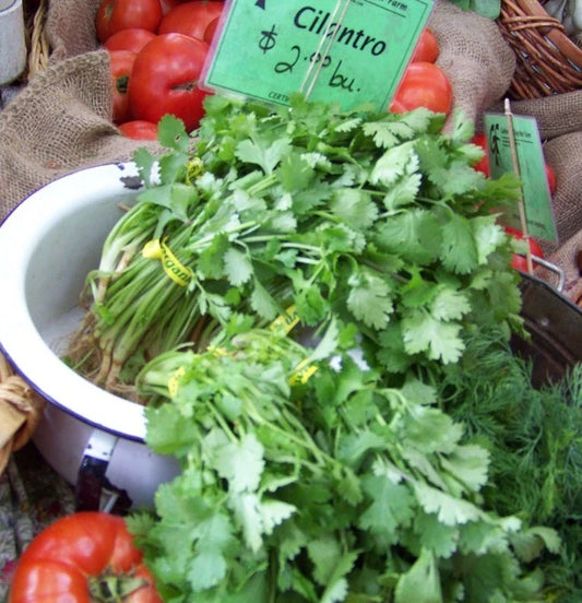 Cilantro Seeds - 150 Seeds - Coriander Chinese Parsley - Coriandrum sativum - GroCo USA