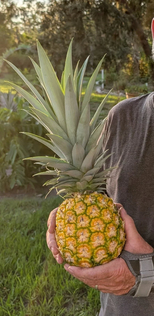 Pineapple Live Starter Plants - 3 Pack MD2 Super Sweet Honey Gold - Ananas comosus