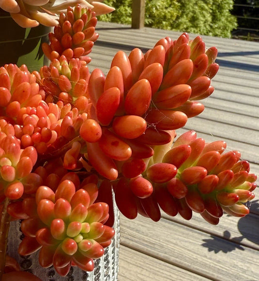 Sedum Rubrotinctum Aurora Pink Jelly Bean Variegated Live Succulent Cutting - Rare Houseplant