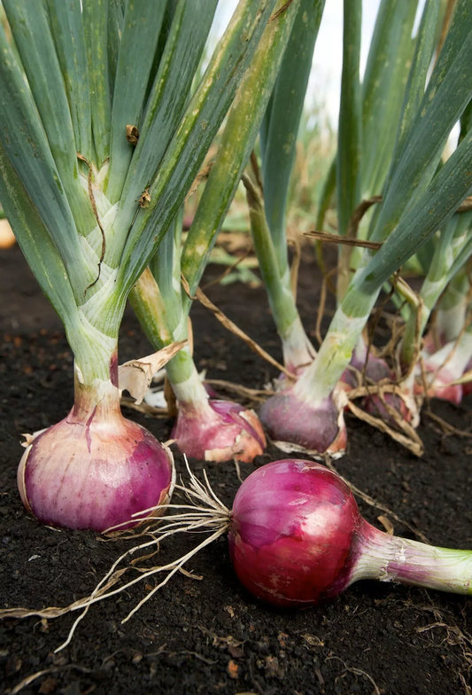 Scarlet Bandit Onion Seeds - 200+ Bunching Onion Vegetable - NON-GMO - Allium fistulosum