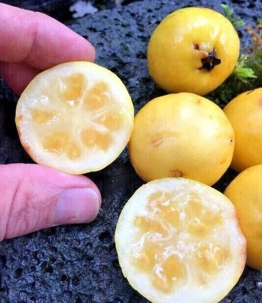 Yellow Lemon Guava Seeds - 100 Count - Tropical Fruit Seeds - Psidium littorale