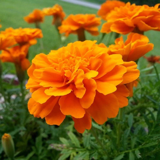 Tangerine Marigold Seeds - 25+ Pack for Garden Planting - Tagetes erecta - USA Grown, Free Shipping
