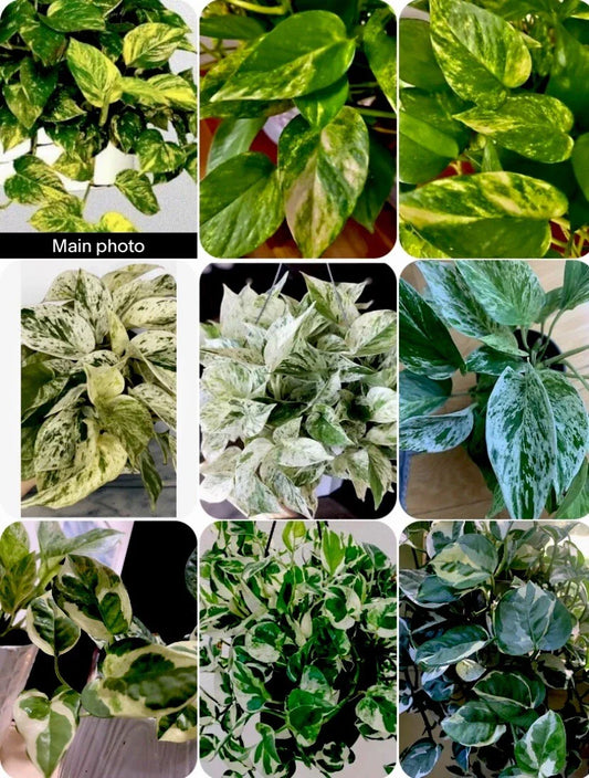 Pathos Cuttings Set - 3 Cuttings: Marble, Golden, N'Joy - In 3 Inch Pot - Epipremnum aureum