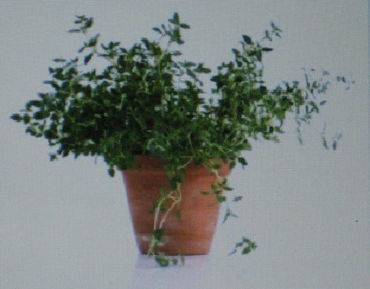Thyme Herb Seeds - 100 Gourmet Culinary Seeds - Thymus vulgaris