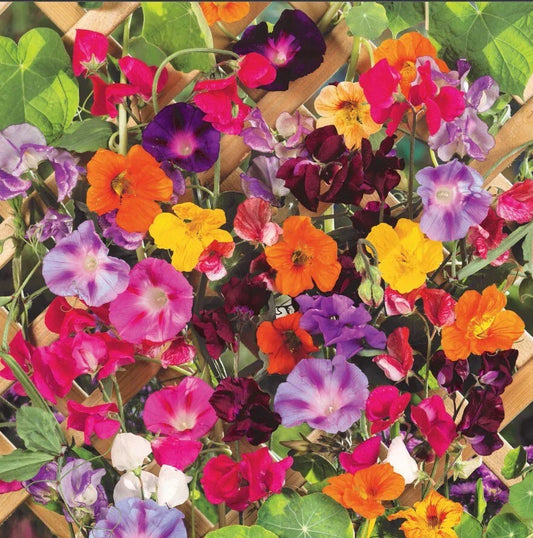 Climbing Vine Mix - Landscaper's Pack of 150 Seeds - Colorful Climbers - 6 Species for Garden Trellises and Arbors