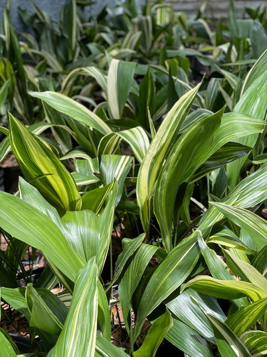 Variegated Aspidistra Plants - 5 Pack - Aspidistra elatior - Hardy Cast Iron Plants for Indoor or Outdoor Use