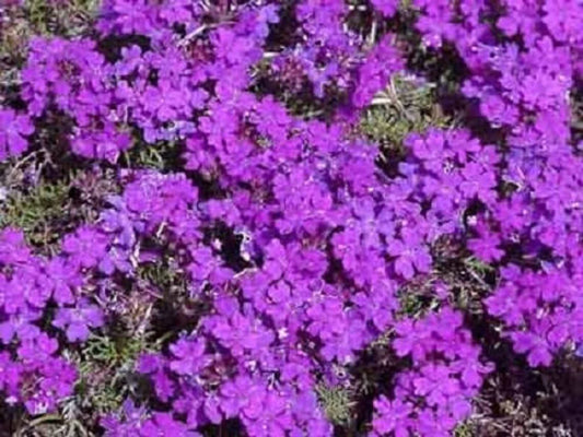 Purple Moss Verbena Seeds - 200+ Violet Annual Flower Ground Cover - Verbena bonariensis - USA Free Shipping