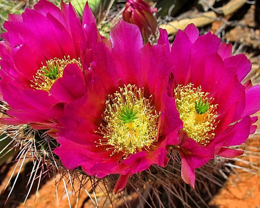 Strawberry Cactus Seeds - 25+ Vibrant Blooms - Echinocereus s. - Easy to Grow Succulent
