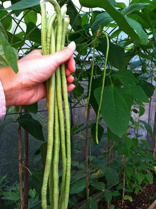 Long Bean Seeds - 120+ Yards - Heirloom Asian Chinese Long Bean - Non-GMO, Fresh