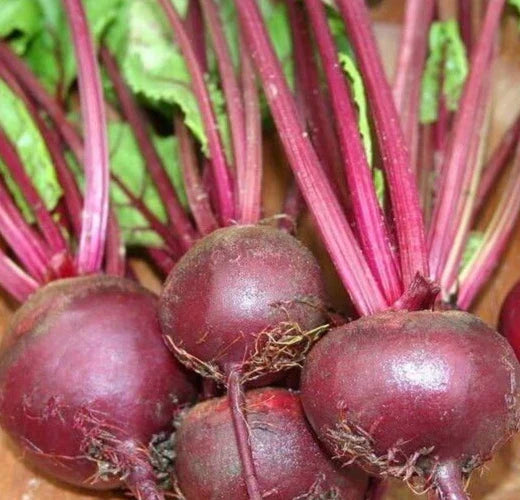 Ruby Queen Beet Seeds 100+ Count | Root Vegetable Garden Beets | Beta vulgaris | Survival Gardening